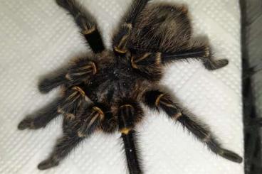 - bird spiders kaufen und verkaufen Photo: BIETE (auch Tausch möglich):