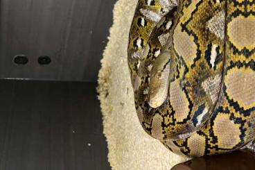 Schlangen kaufen und verkaufen Foto: Female kalatoa, adult ready to breed