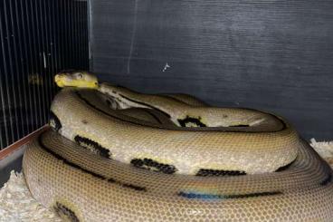 Schlangen kaufen und verkaufen Foto: Python reticulatus, adult 
