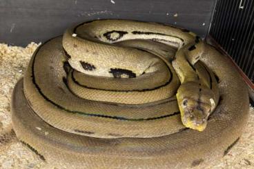 Schlangen kaufen und verkaufen Foto: Adult reticulated pythons 