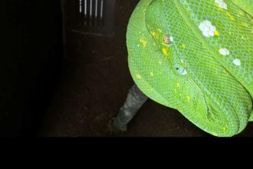 Schlangen kaufen und verkaufen Foto: Morelia viridis adult male 