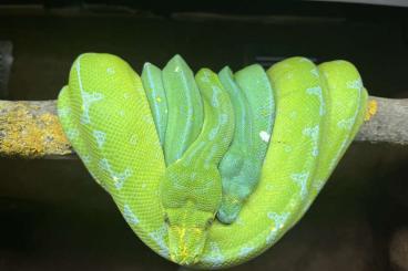 Schlangen kaufen und verkaufen Foto: Morelia viridis Mosaic line 