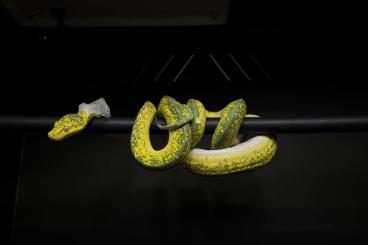 Pythons kaufen und verkaufen Photo: Morelia viridis HYKL female cb22 Pythons kaufen und verkaufen Photo: Morelia viridis HYKL female cb22