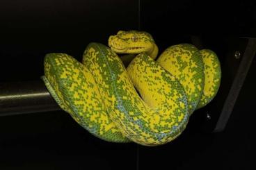Schlangen kaufen und verkaufen Photo: Morelia viridis HYKL Cb22 female 