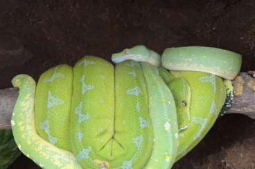 Schlangen kaufen und verkaufen Foto: Morelia viridis yellow 0.0.1 