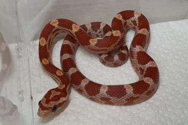 Snakes kaufen und verkaufen Photo: Corn snake hatchlings 2023