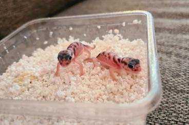 Geckos kaufen und verkaufen Photo: Suche Nephrurus Deleani adult/nz