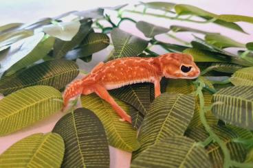 Geckos kaufen und verkaufen Foto: Nephrurus Deleani 2.2 cb pb