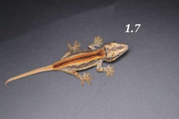 Geckos kaufen und verkaufen Photo: Höckerkopfgeckos (rhacodactylus auriculatus)!! 0.0.2