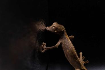 Geckos kaufen und verkaufen Foto: 1.0 uroplatus phantasticus & 1.1 uroplatus true ebenaui abzugeben!