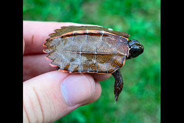 Schildkröten  kaufen und verkaufen Foto: CB Geoemyda spengleri Hainan