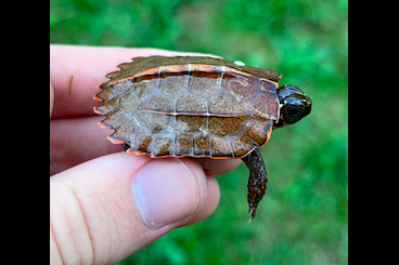 Schildkröten kaufen und verkaufen Foto: CB Geoemyda spengleri Hainan Schildkröten kaufen und verkaufen Foto: CB Geoemyda spengleri Hainan