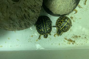Turtles and Tortoises kaufen und verkaufen Photo: Turtles for Verona Reptiles