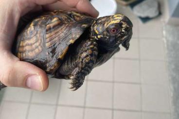 Schildkröten  kaufen und verkaufen Foto: For sale terrapin carolina carolina 1.0 2017