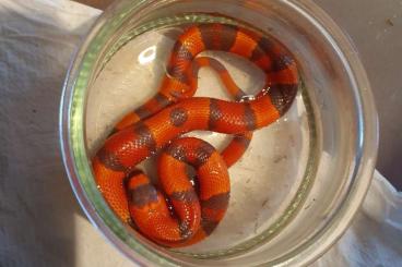 Schlangen kaufen und verkaufen Foto: Lampropeltis honduriensis