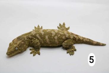 Monitor lizards kaufen und verkaufen Photo: Varanus, anolis, gastropolis