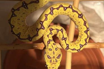 Schlangen kaufen und verkaufen Foto: Morelia Viridis (Sorong) Blue Line zu verkaufen