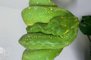 Snakes kaufen und verkaufen Photo: Morelia Viridis (Sorong) Blue Line zu verkaufen Snakes kaufen und verkaufen Photo: Morelia Viridis (Sorong) Blue Line zu verkaufen