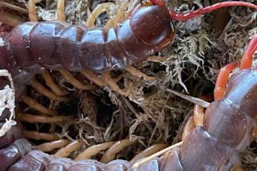 andere Wirbellose kaufen und verkaufen Foto: Verkaufe Scolopendra Dehanni adult 