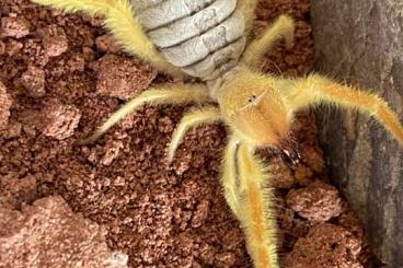 other Arthropoda kaufen und verkaufen Photo: Biete Geißelspinnen & Kamelspinnen 