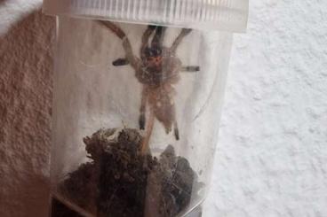 - bird spiders kaufen und verkaufen Photo: 0.0.40 Ephebopus Murinus 