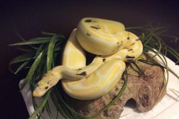 Ball Pythons kaufen und verkaufen Photo: 1.1 Python regius Albino Paradox (!) blutsfremd