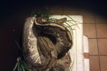 Ball Pythons kaufen und verkaufen Photo: 1.1 Python regius Bamboo adult