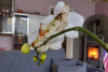 Insects kaufen und verkaufen Photo: Gottesanbeterin Orchideenmantis ( Hymenopus coronatus ) L2