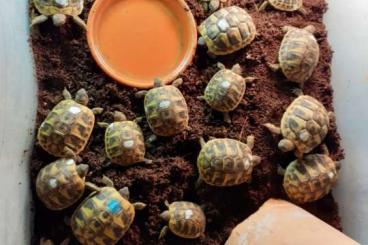 Tortoises kaufen und verkaufen Photo: Griechische Landschildkröten ( THB) NZ von 2023
