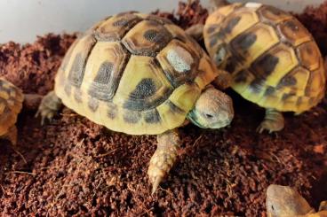 Landschildkröten kaufen und verkaufen Foto: Griechische Landschildkröten ( THB) NZ2024 Landschildkröten kaufen und verkaufen Foto: Griechische Landschildkröten ( THB) NZ2024