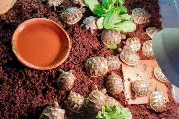 Landschildkröten kaufen und verkaufen Foto: Griechische Landschildkröten ( THB) NZ von 2024 Landschildkröten kaufen und verkaufen Foto: Griechische Landschildkröten ( THB) NZ von 2024