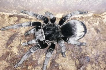 - bird spiders kaufen und verkaufen Photo: Biete diverse Vogelspinnen an.