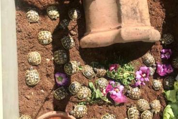 Tortoises kaufen und verkaufen Photo: Griechische Landschildkröten