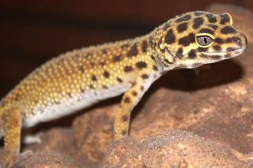 Geckos kaufen und verkaufen Photo: Eublepharis Macularius 1.2.0