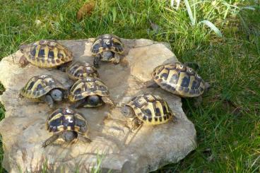 Landschildkröten kaufen und verkaufen Foto: Griechische Landschildkröten Nachzuchten 2023