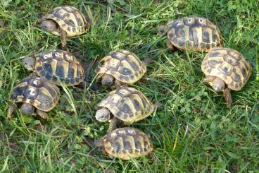 Landschildkröten kaufen und verkaufen Foto: Griechische Landschildkröten, Nachzuchten 2020