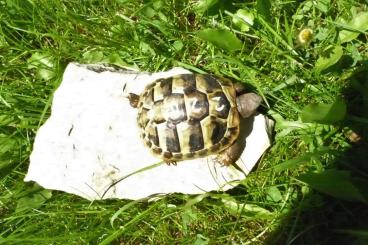 Landschildkröten kaufen und verkaufen Foto: Griechische Landschildkröten Nachzuchten 2021