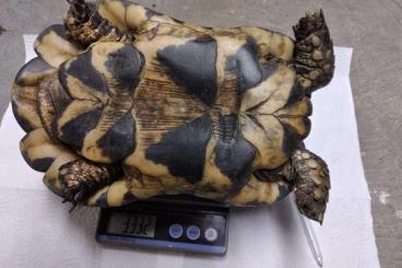 Turtles and Tortoises kaufen und verkaufen Photo: Breitrandschildkröten Pärchen, Testudo marginata 