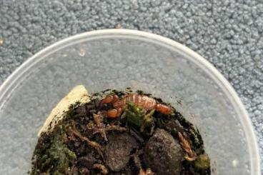 Scorpions kaufen und verkaufen Photo: captive bred Cazierius politus and Euscorpius Scorpions kaufen und verkaufen Photo: captive bred Cazierius politus and Euscorpius