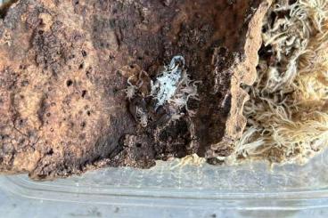 Scorpions kaufen und verkaufen Photo: Biete CB Euscorpius ossae Scorpions kaufen und verkaufen Photo: Biete CB Euscorpius ossae