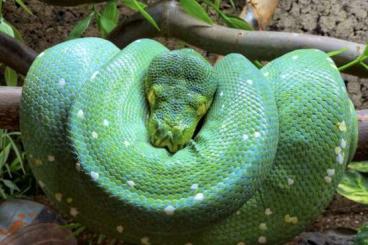 Pythons kaufen und verkaufen Foto: 0.1 Grüner Baumpython (Morelia viridis) ’14 Pythons kaufen und verkaufen Foto: 0.1 Grüner Baumpython (Morelia viridis) ’14