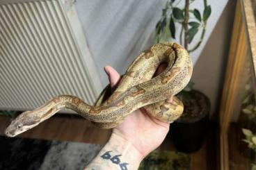 Boas kaufen und verkaufen Foto: 0.1 Hypo het. Albino Boa Imperator ’21 Boas kaufen und verkaufen Foto: 0.1 Hypo het. Albino Boa Imperator ’21