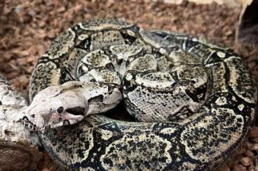 Boas kaufen und verkaufen Foto: 0.1 Boa Constrictor Occidentalis '10