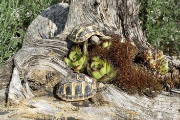 Landschildkröten kaufen und verkaufen Foto: Hübsche Griechische Landschildkröten NZ 2022 abzugeben:  50€ pro Tier