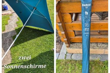 Landschildkröten kaufen und verkaufen Foto: 3 Testudo Hermanni Männchen Landschildkröten kaufen und verkaufen Foto: 3 Testudo Hermanni Männchen