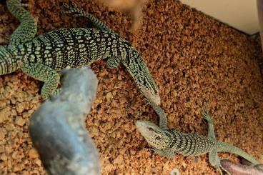 Monitor lizards kaufen und verkaufen Photo: 0.0.3 V. Reisingeri 2022 