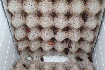 Insekten kaufen und verkaufen Foto: Shelfordella lateralis “Schokoschaben”