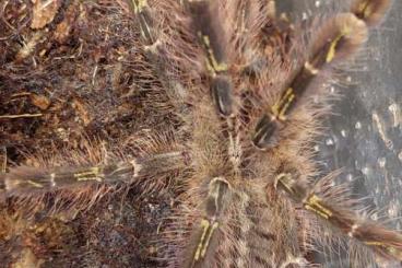 - bird spiders kaufen und verkaufen Photo: Verschiedene Vogelspinnen