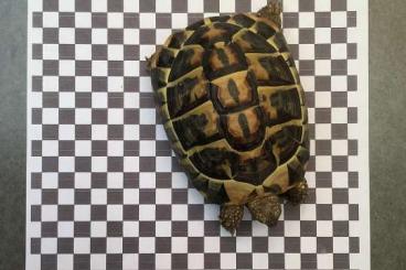 Landschildkröten kaufen und verkaufen Foto: Testudo Hermanni Hermanni Bock abzugeben