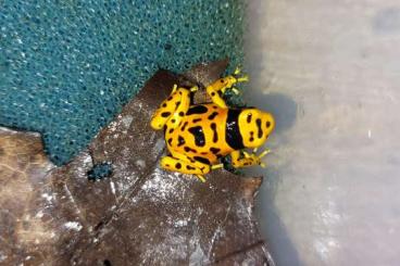 Poison dart frogs kaufen und verkaufen Photo: Dendrobates leucomelas Bolivar & Oophaga pumilio bastimentos RFB